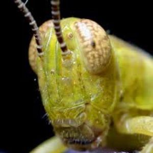 Meet your Posher, Annette